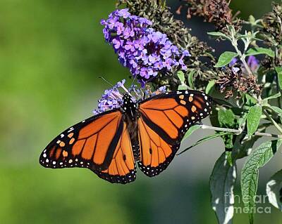 New Years - Youngster - Monarch by Cindy Treger