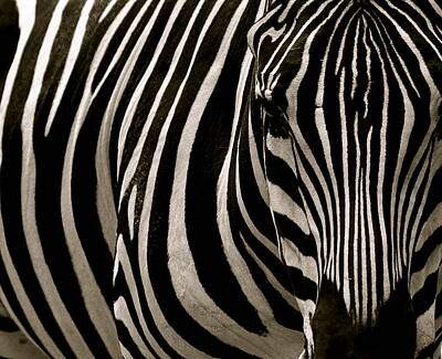 Surrealism - Zebra Up Close by Caroline Reyes-Loughrey