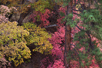 Design Turnpike Books Rights Managed Images - Zion Autumn Colors Royalty-Free Image by Michael Just