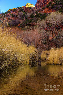 Aloha For Days - Zion Canyon Grasses and Rock by Mike Reid