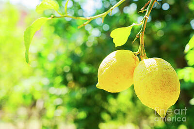 The Best Of Erin Hanson - Lemons in Garden by Anastasy Yarmolovich