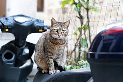 Wild And Wacky Portraits - A cute little tabby cat sitting on a motor bike by Stefan Rotter