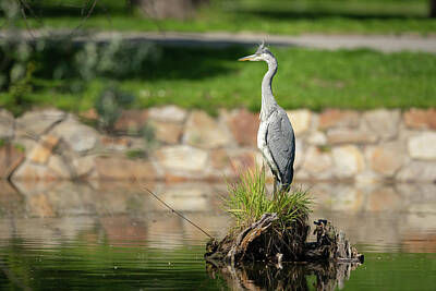Cowboy - A grey heron standing near a pond by Stefan Rotter