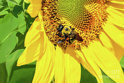 Iconic Women Royalty Free Images - A Sunflower and a Bee Royalty-Free Image by Regina Geoghan