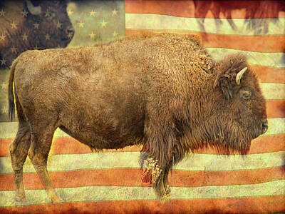 James Bo Insogna Rights Managed Images - American Buffalo Royalty-Free Image by James BO Insogna