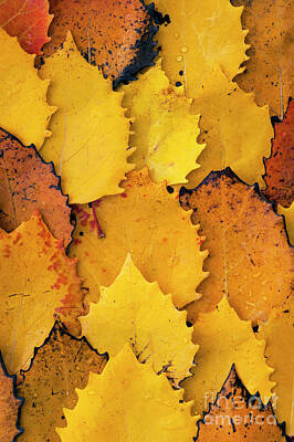 Moose Art - Autumn Birch Leaves  by Jim Corwin