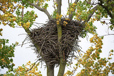 Music Figurative Potraits - Bald Eagle Nest by Linda Kerkau