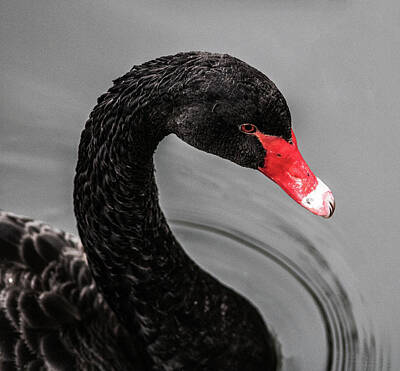 Birds Photos - Black Swan by Martin Newman