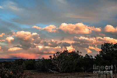 Red Foxes - Clouds Roll By by Steven Natanson