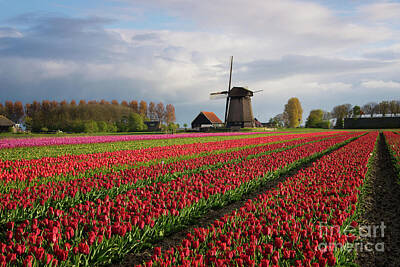 Wild And Wacky Portraits - Colorful rows of tulips in front of a windmill by IPics Photography