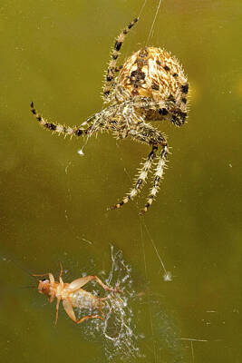 Paul Mccartney - Cross Orb Weaver Spider, Araneus diadematus by Buddy Mays