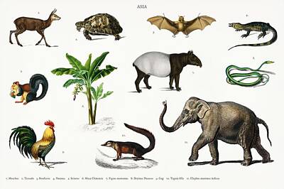 Achieving - Different types of animals illustrated by Charles Dessalines D  Orbigny  1806 1876 2 by Celestial Images