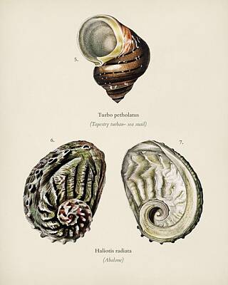 Vintage French Fashion Royalty Free Images - Different types of mollusks illustrated by Charles Dessalines D  Orbigny  1806-1876  16 Royalty-Free Image by Celestial Images
