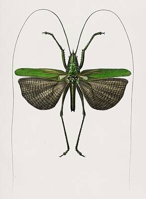 Fine Dining - Grasshopper of six points  Locusta sexpunctata illustrated by Charles Dessalines D  Orbigny  1806 1 by Celestial Images