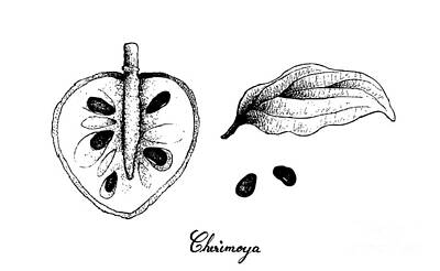 Recently Sold - Food And Beverage Drawings - Hand Drawn of Ripe Cherimoya Fruit on White Background by Iam Nee
