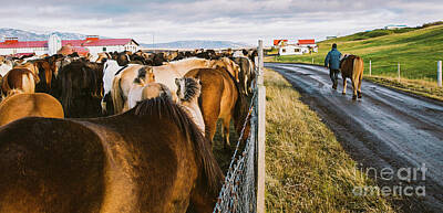 Stellar Interstellar - Herd of precious Icelandic horses gathered in a farm. by Joaquin Corbalan