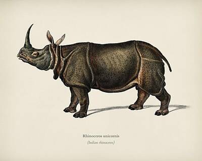 Animals Painting Rights Managed Images - Indian rhinoceros  Rhinoceros unicornis  illustrated by Charles Dessalines D  Orbigny  1806 1876  Royalty-Free Image by Celestial Images