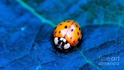 Kitchen Vintage Signs - Ladybug Macro Close Up by Hi Res