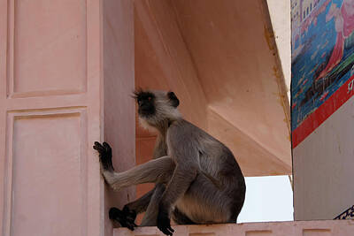 Digital Art - Langur Monkeys in Pushkar by Carol Ailles