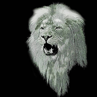 Animals Drawings - Lion Head Panthera Leo by Robert Frank Gabriel