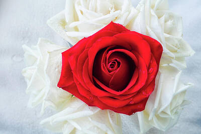 Roses Photos - One Red Rose by Jade Moon