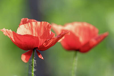 Firefighter Patents - Pair of red poppy flowers by Jaroslav Frank