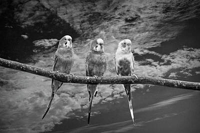 Maps Rights Managed Images - Parakeets  perched out on a Tree Branch Limb with Cloiudy Blue S Royalty-Free Image by Randall Nyhof