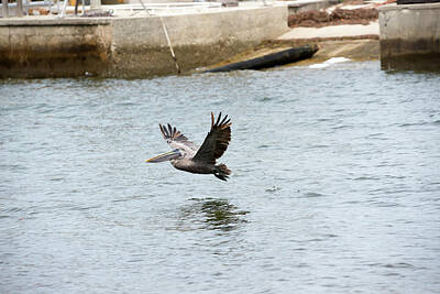 Luck Of The Irish Rights Managed Images - Pelican in Flight Royalty-Free Image by Linda Kerkau