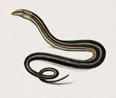 Reptiles Paintings - Pseudopus Pallasii illustrated by Charles Dessalines D Orbigny  1806 1876  by Celestial Images