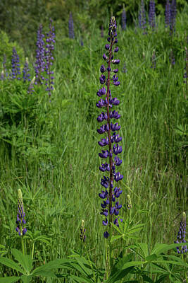 Word Signs Rights Managed Images - Revelstoke BC Lupin Royalty-Free Image by Carol Ailles