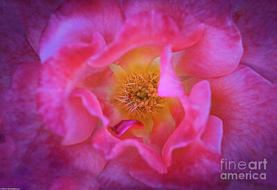 Abstract Flowers Photos - Rose Petals  by Mitch Shindelbower