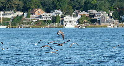 Modern Man Air Travel - seagulls over Greenwich Bay Harbor Seaport in east greenwich Rho by Alex Grichenko