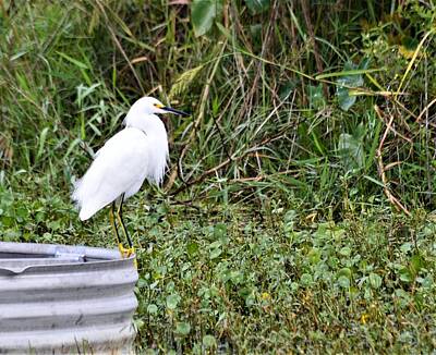 On Trend At The Pool - Snowy Egret by Warren Thompson