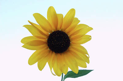 Sunflowers Digital Art - Sunflower by Jared Davies