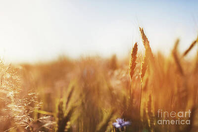 Underwater With Enric Gener - Wheat field at sunset. Agriculture, harvest concept. by Michal Bednarek