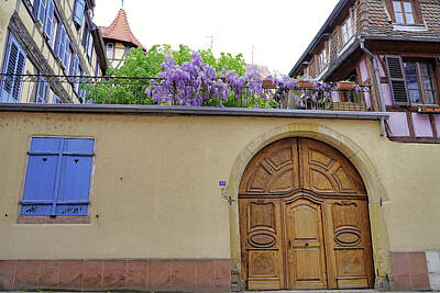 Black And White Storyboard Illustrations - Wisteria In Bloom In Colmar France by Rick Rosenshein