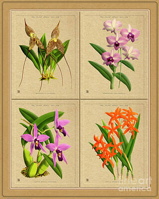 Kids Alphabet - Orchids Quatro Classic Collage by Baptiste Posters