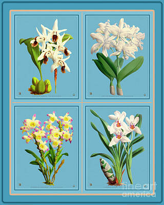 Drawings Rights Managed Images - Orchids Quatro Collage Royalty-Free Image by Baptiste Posters