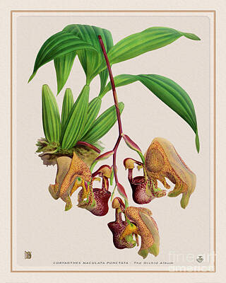 Florals Drawings - Orchid Vintage Print on Colored Paperboard by Baptiste Posters
