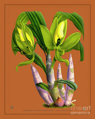 Floral Drawings Rights Managed Images - Orchid Vintage Print on Colored Paperboard Royalty-Free Image by Baptiste Posters