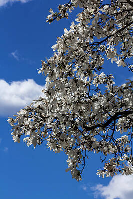 The Bunsen Burner - Magnolia Blossoms by Robert Ullmann