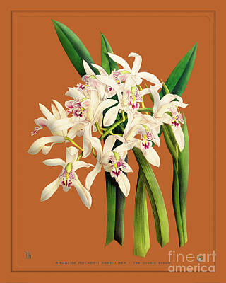Owls Royalty Free Images - Orchid Vintage Print on Colored Paperboard Royalty-Free Image by Baptiste Posters