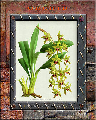 Happy Birthday - Orchid Framed on Weathered Plank and Rusty Metal by Baptiste Posters