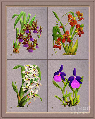 Floral Drawings Rights Managed Images - Orchids Quatro Classic Collage Royalty-Free Image by Baptiste Posters