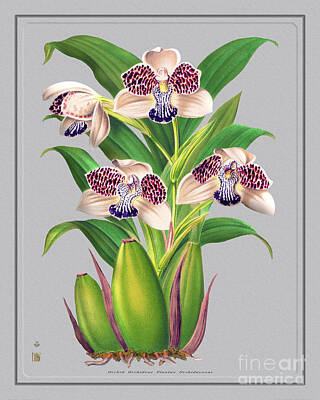 Pasta Al Dente - Orchid Flower Orchideae Plantae by Baptiste Posters