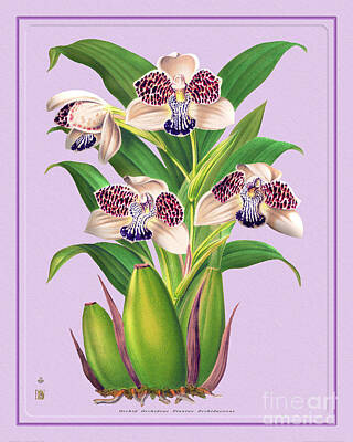 Nailia Schwarz Food Photography - Orchid Flower Orchideae Plantae by Baptiste Posters