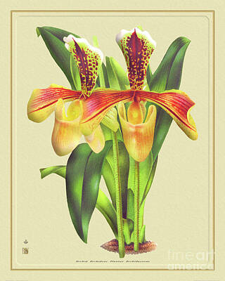 Design Turnpike Vintage Farmouse - Orchid Flower Orchideae Plantae by Baptiste Posters