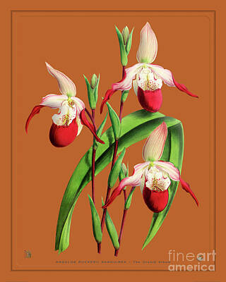 Lets Be Frank - Orchid Vintage Print on Colored Paperboard by Baptiste Posters