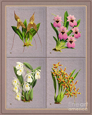 Drawings Rights Managed Images - Orchids Quatro Classic Collage Royalty-Free Image by Baptiste Posters