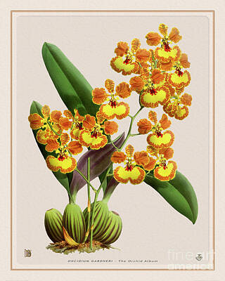 Floral Drawings Rights Managed Images - Orchid Vintage Print on Tinted Paperboard Royalty-Free Image by Baptiste Posters
